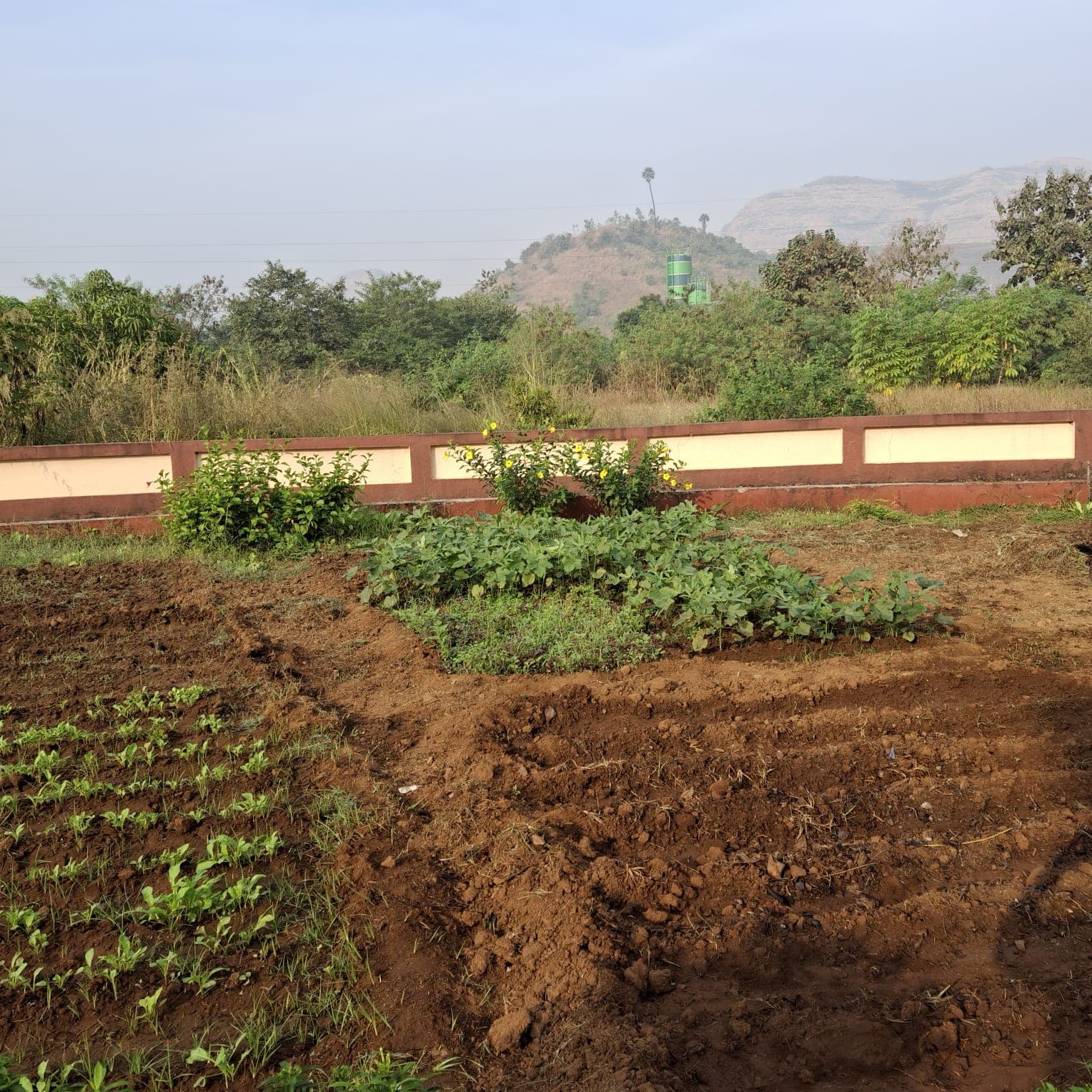 A cultivated garden plot at Carmel Oasis with greenery and hills in the background.